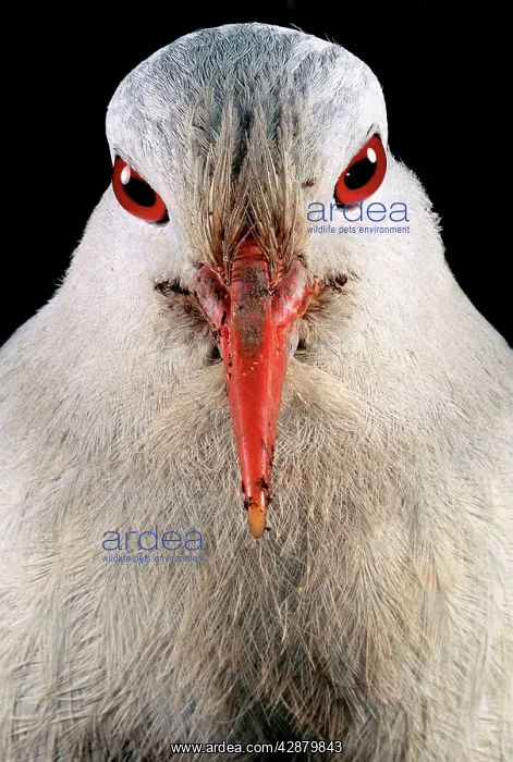 : Kagu (Rhynochetos jubatus) close up, showing binocular : Kagu (Rhynochetos jubatus) close up, showing binocular