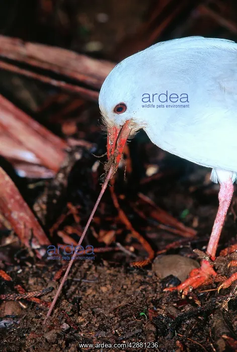 : Kagu (Rhynochetos jubatus) with earthworm : Kagu (Rhynochetos jubatus) with earthworm