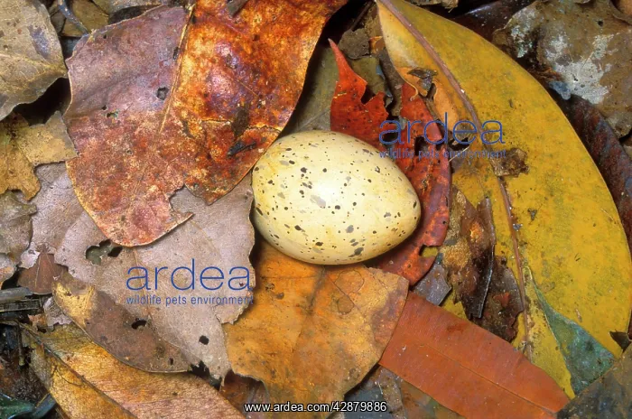 : Kagu (Rhynochetos jubatus) Egg in nest on the ground : Kagu (Rhynochetos jubatus) Egg in nest on the ground