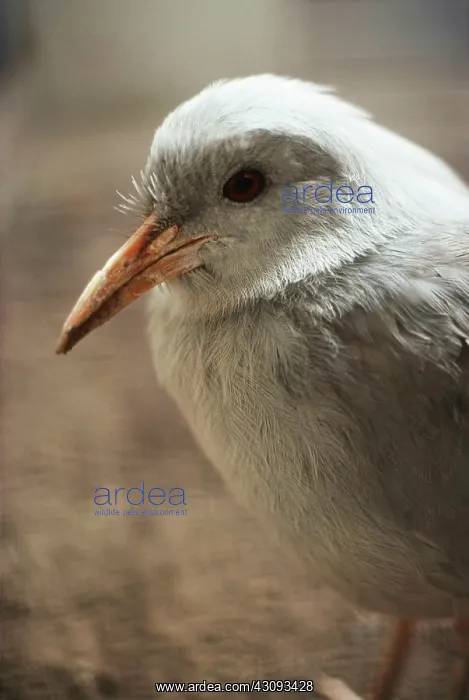 : Kagu (Rhynochetos jubatus), an endangered bird endemic to the mountains of New Caledonia : Kagu (Rhynochetos jubatus), an endangered bird endemic to the mountains of New Caledonia