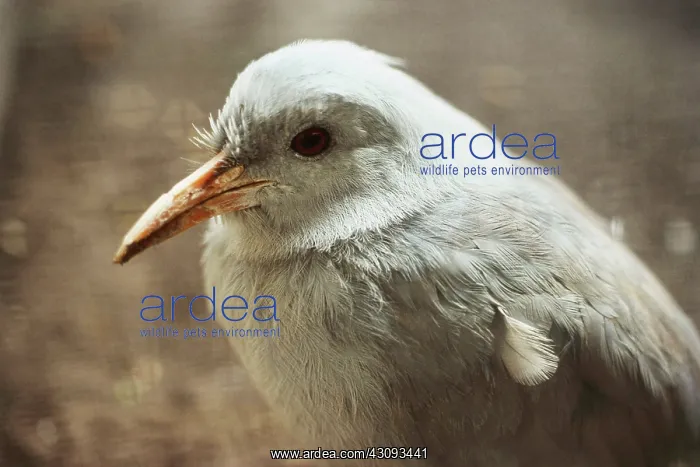 : Kagu (Rhynochetos jubatus), an endangered bird endemic to the mountains of New Caledonia : Kagu (Rhynochetos jubatus), an endangered bird endemic to the mountains of New Caledonia
