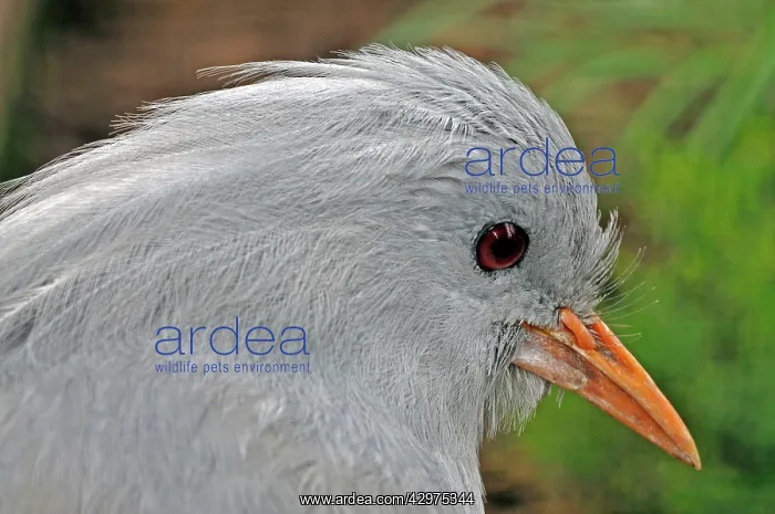: Kagu (Rhynochetos jubatus). endemic New Caledonia. CITES 1.Endangered species : Kagu (Rhynochetos jubatus). endemic New Caledonia. CITES 1.Endangered species