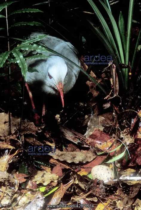 : Kagu (Rhynochetos jubatus) hen approaching egg