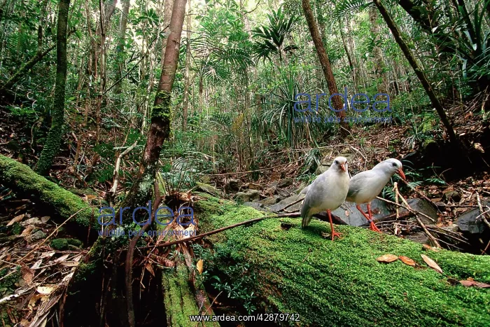 : Kagu (Rhynochetos jubatus) mating pair : Kagu (Rhynochetos jubatus) mating pair