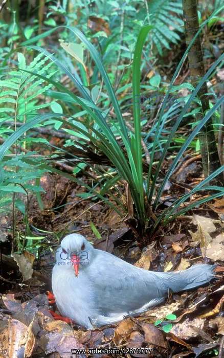 : Kagu (Rhynochetos jubatus) On Nest incubating (30-35 days) : Kagu (Rhynochetos jubatus) On Nest incubating (30-35 days)