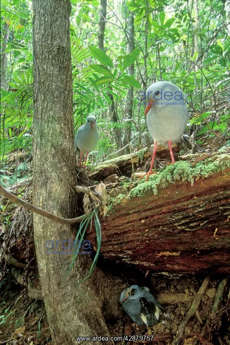 : Kagu (Rhynochetos jubatus) parents leaving chick : Kagu (Rhynochetos jubatus) parents leaving chick