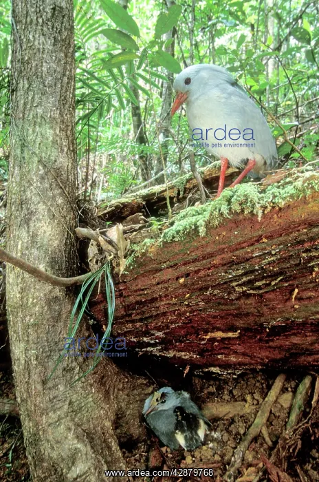  : Kagu (Rhynochetos jubatus) parents leaving chick