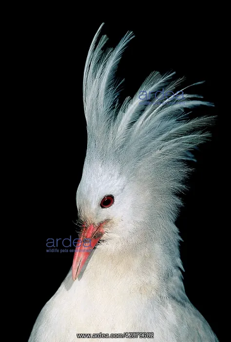 : Kagu (Rhynochetos jubatus) portrait, male with crest erect : Kagu (Rhynochetos jubatus) portrait, male with crest erect