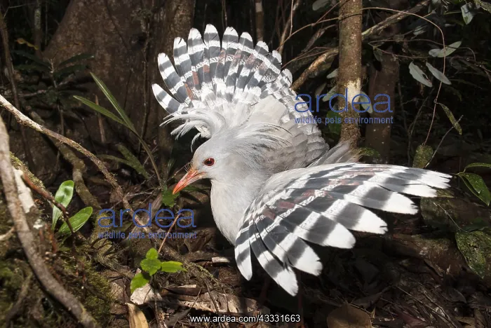: Kagu (Rhynochetos jubatus) in a position of intimidation : Kagu (Rhynochetos jubatus) in a position of intimidation