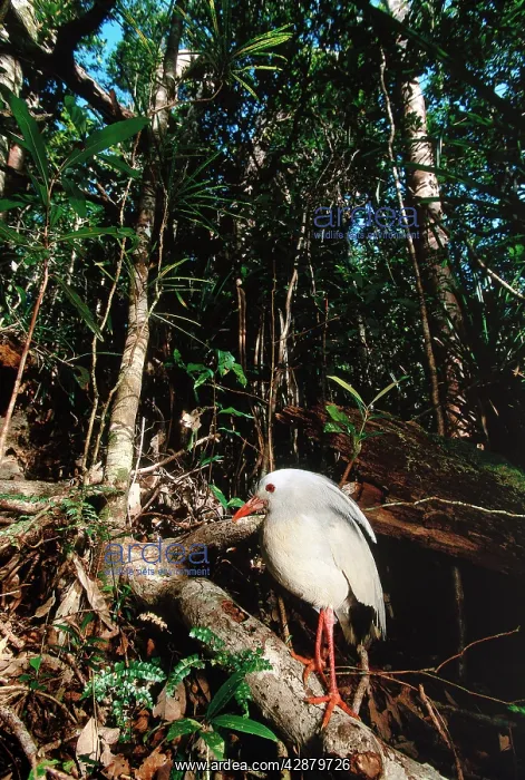 : Kagu (Rhynochetos jubatus) in rainforest habitat : Kagu (Rhynochetos jubatus) in rainforest habitat