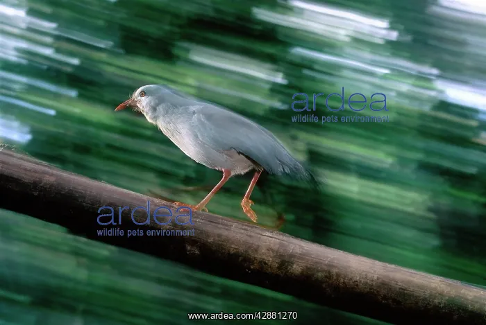 : Kagu (Rhynochetos jubatus) running up log : Kagu (Rhynochetos jubatus) running up log