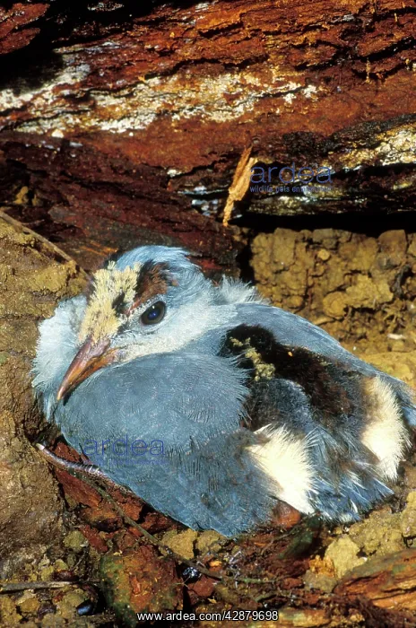 : Kagu (Rhynochetos jubatus) six-week chick : Kagu (Rhynochetos jubatus) six-week chick
