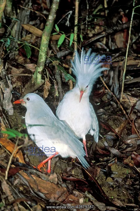 : Kagu (Rhynochetos jubatus) territorial display : Kagu (Rhynochetos jubatus) territorial display