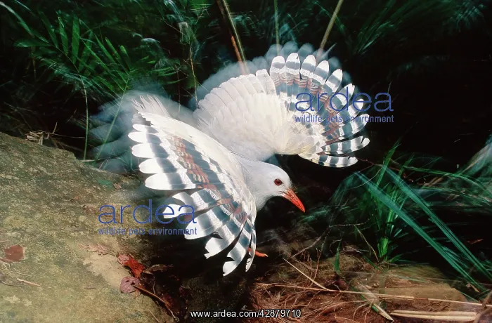 : Kagu (Rhynochetos jubatus) threat display : Kagu (Rhynochetos jubatus) threat display