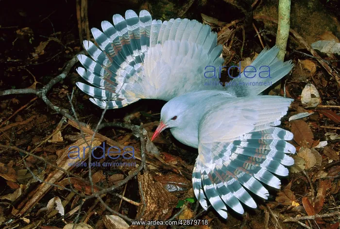 : Kagu (Rhynochetos jubatus) threat display : Kagu (Rhynochetos jubatus) threat display
