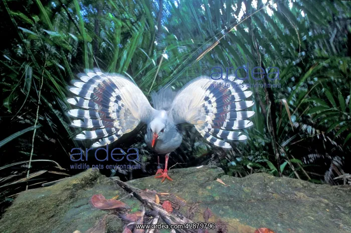 : Kagu (Rhynochetos jubatus) threat display : Kagu (Rhynochetos jubatus) threat display