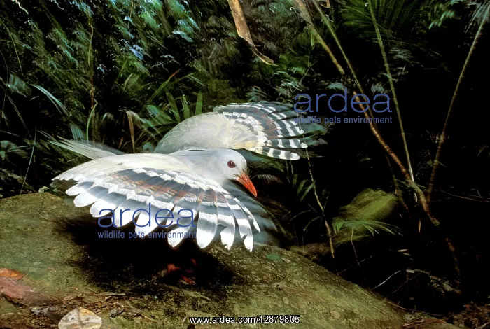: Kagu (Rhynochetos jubatus) threat display : Kagu (Rhynochetos jubatus) threat display