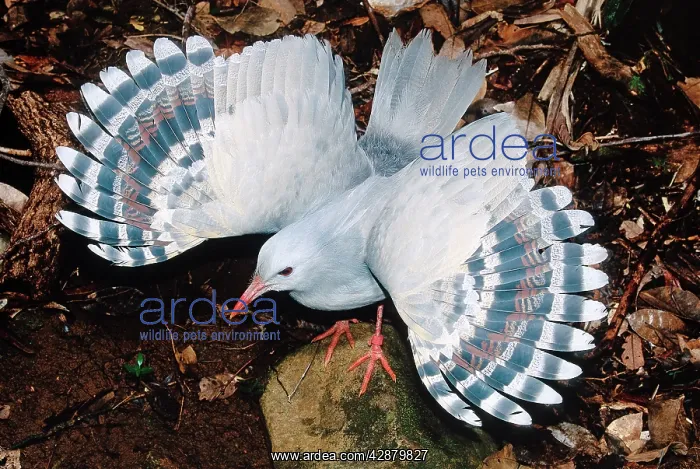 : Kagu (Rhynochetos jubatus) threat display : Kagu (Rhynochetos jubatus) threat display