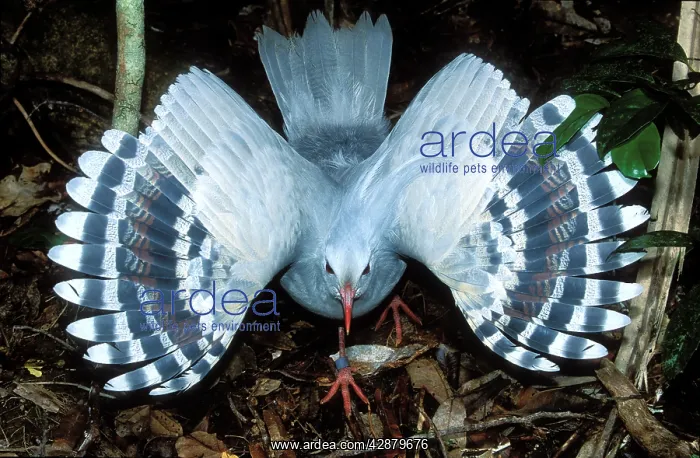 : Kagu (Rhynochetos jubatus) threat display, female : Kagu (Rhynochetos jubatus) threat display, female