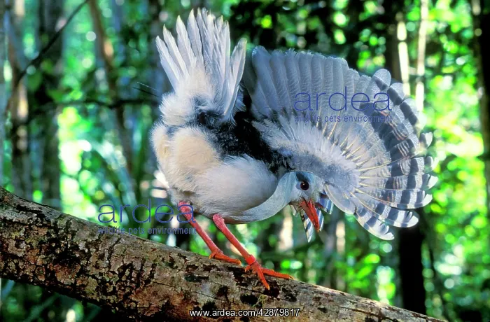 : Kagu (Rhynochetos jubatus) walking on fallen tree : Kagu (Rhynochetos jubatus) walking on fallen tree