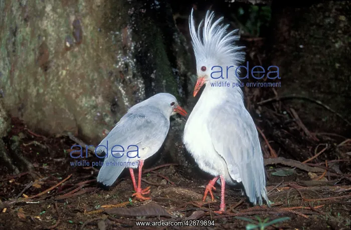 : Kagu (Rhynochetus jubatus) territorial display : Kagu (Rhynochetus jubatus) territorial display