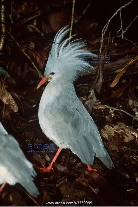 : KAGU - showing territorial display : KAGU - showing territorial display
