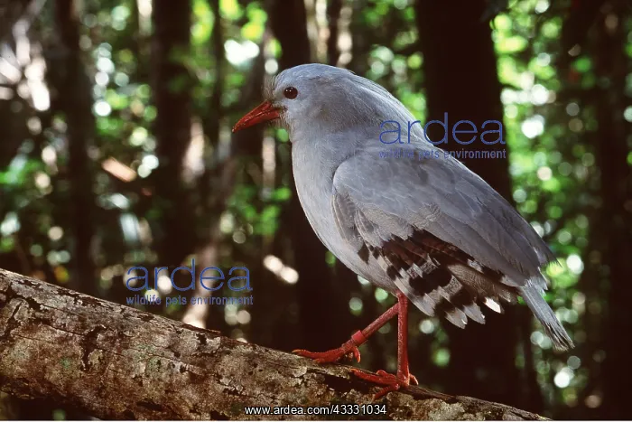 : KAGU - sideview of adult : KAGU - sideview of adult