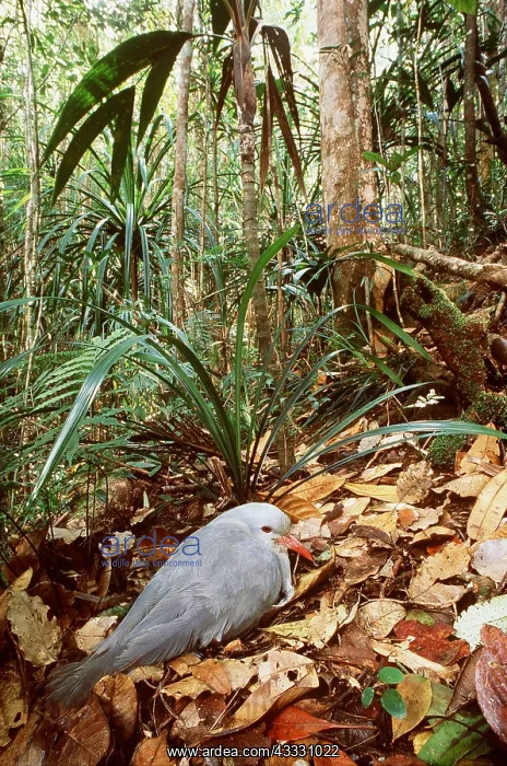 : KAGU - sitting on eggs in nest : KAGU - sitting on eggs in nest