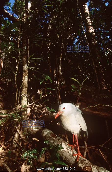  : KAGU - standing on fallen tree