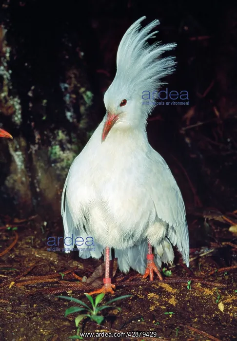 : Kagu - territorial display when meeting other : Kagu - territorial display when meeting other