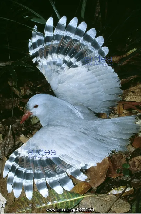 : KAGU - in threat posture : KAGU - in threat posture