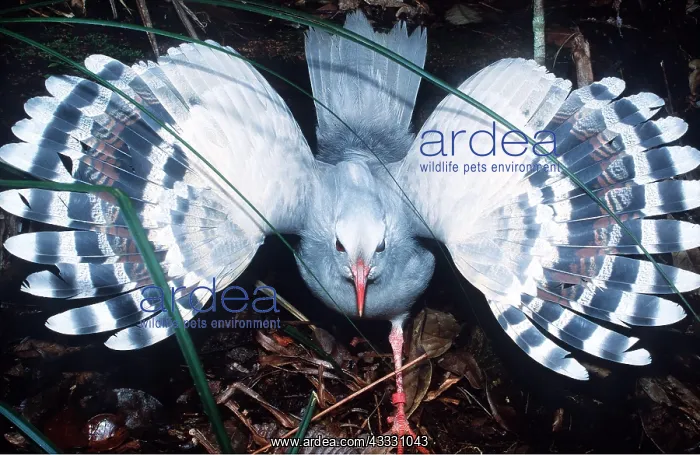 : KAGU - in threat posture, wings out : KAGU - in threat posture, wings out