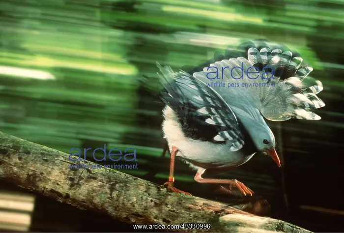 : KAGU - using wings to gain running speed : KAGU - using wings to gain running speed