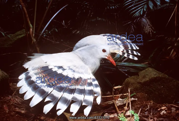 : KAGU - wings spread, side-view : KAGU - wings spread, side-view