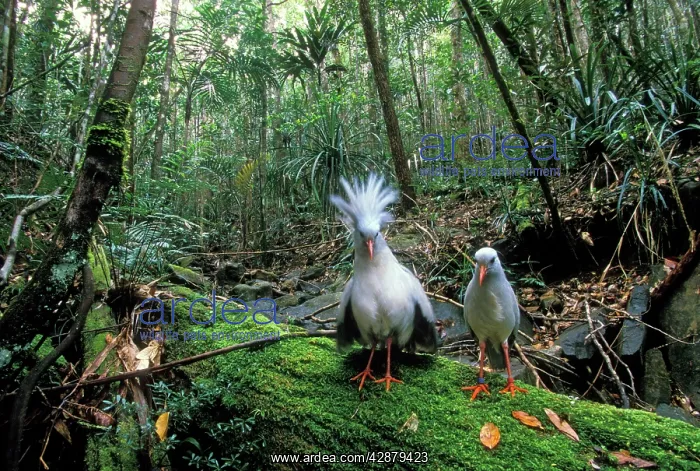 : KAGU - x two, one with raised crest : KAGU - x two, one with raised crest