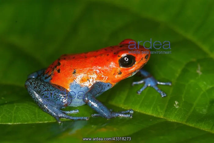 : Kahka Creek morph Strawberry Poison Frog (Oopha : Kahka Creek morph Strawberry Poison Frog (Oopha