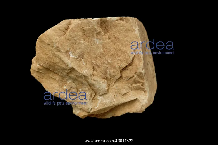 : Kaibab Limestone : Kaibab Limestone
