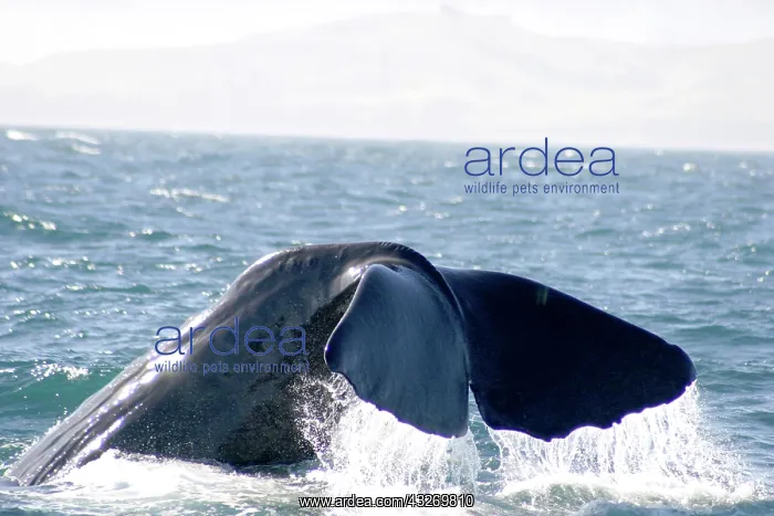: Kaikoura, New Zealand. Whale watching is : Kaikoura, New Zealand. Whale watching is