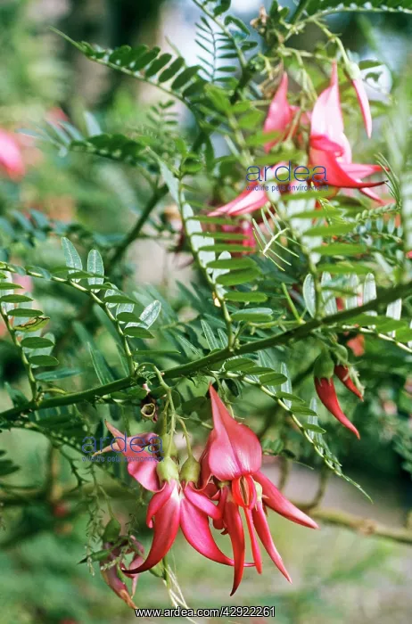 : Kaka-beakS / Kowhai Ngutukaka / Lobster Claw / New : Kaka-beakS / Kowhai Ngutukaka / Lobster Claw / New
