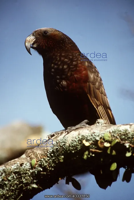 : KAKA - on branch : KAKA - on branch