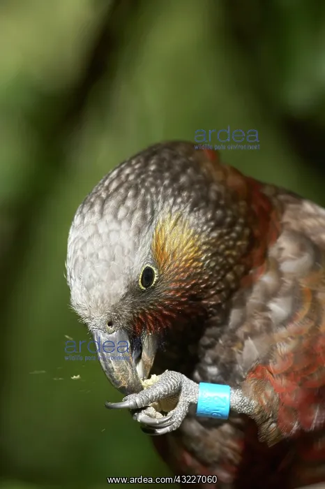 : Kaka with Identification Band, (Nestor meridionalis) : Kaka with Identification Band, (Nestor meridionalis)