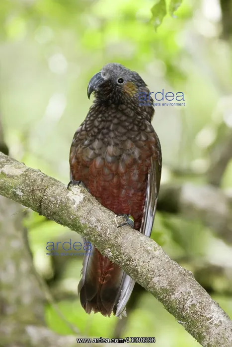 : Kaka (Nestor meridionalis), forest parrot native to New Zealand, in a tree : Kaka (Nestor meridionalis), forest parrot native to New Zealand, in a tree