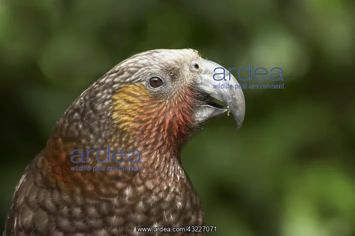  : Kaka, (Nestor meridionalis), Karori Wildlife