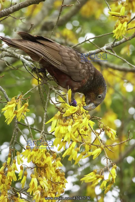  : Kaka (Nestor meridionalis) in Kowhai Tree