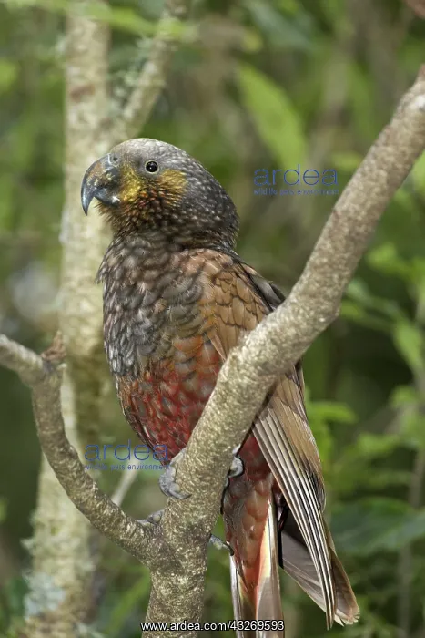 : Kaka (Nestor meridionalis), Pukaha Mount : Kaka (Nestor meridionalis), Pukaha Mount