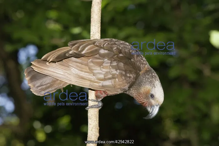 : Kaka / North Island Parrot. Kapiti island near Wellington : Kaka / North Island Parrot. Kapiti island near Wellington