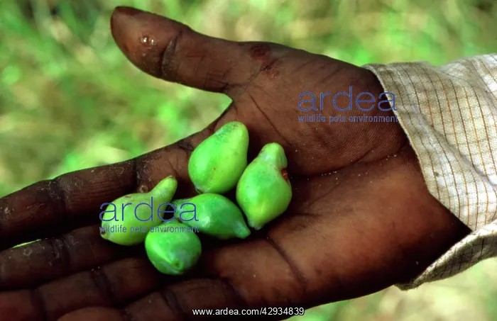 : Kakadu (Billy goat) plum (Terminalia ferdinandiana) : Kakadu (Billy goat) plum (Terminalia ferdinandiana)