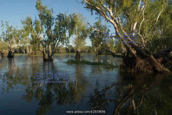 : Kakadu National Park, Australia - Paperbark (Melaleuca : Kakadu National Park, Australia - Paperbark (Melaleuca