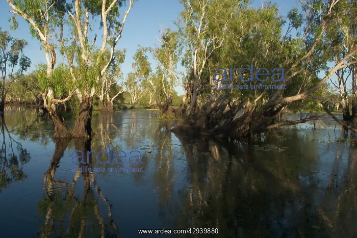 : Kakadu National Park, Australia - Paperbark trees : Kakadu National Park, Australia - Paperbark trees