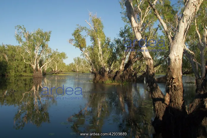 : Kakadu National Park, Australia - Paperbark trees : Kakadu National Park, Australia - Paperbark trees